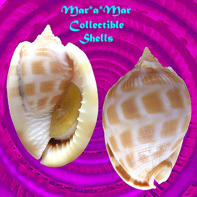 Phalium areola (L., 1758)