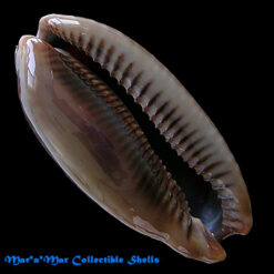 Macrocypraea cervinetta Kiener, 1843