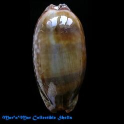 Alternative view of Macrocypraea cervinetta Kiener, 1843