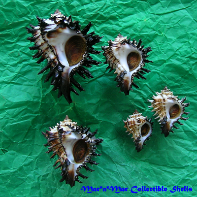 Hexaplex radix Gmelin,1791