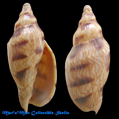 Odontocymbiola macaensis Calvo & Coltro, 1997