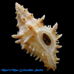 Muricopsis oxytatus (M.Smith, 1938)