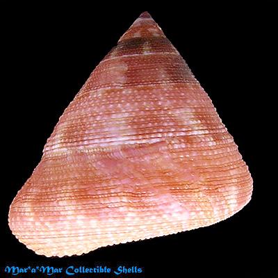 Calliostoma vinosum Quinn, 1992 - Imagem 2