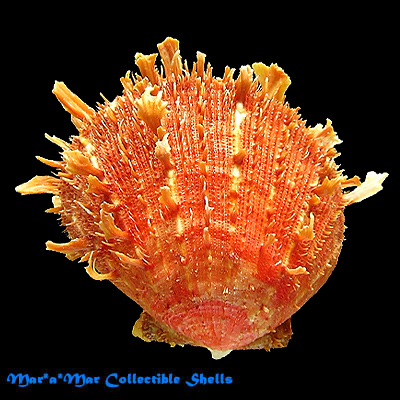 Spondylus ictericus Reeve, 1856