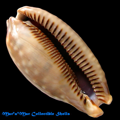 Macrocypraea zebra Linnaeus, 1758