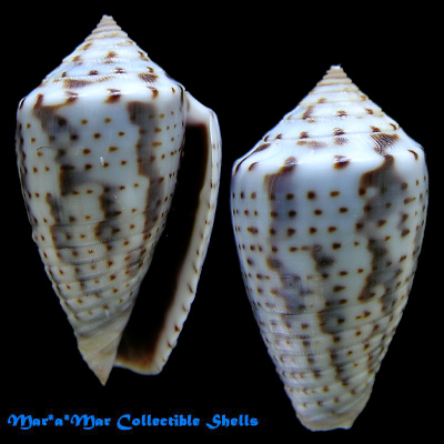 Conus puncticulatus cardonensis Cargile,1997