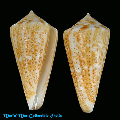 Conus sp.