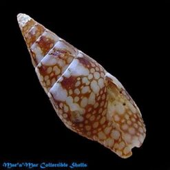 Alternative view of Mitrella argus Orbigny, 1842*