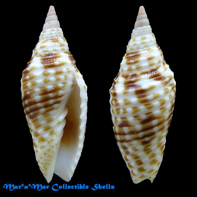 Subcancilla annulata (Reeve, 1844)Subcancilla annulata (Reeve, 1844)