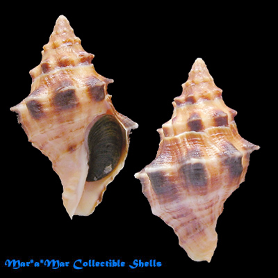 Leucozonia nassa (Gmelin, 1791)