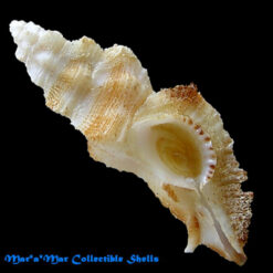 Pterynotus albobrunneus Bertsch & DAttillio, 1980