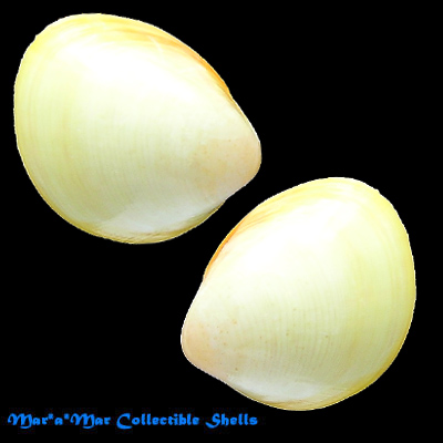 Laevicardium laevigatum (L., 1758)