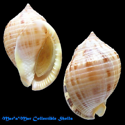 Semicassis granulatum peristephes P. & McGinty, 1939