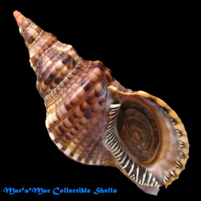 Charonia variegata (Lamarck, 1816)