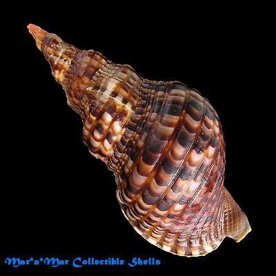 Charonia variegata (Lamarck, 1816) - Image 2