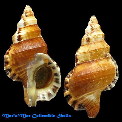 Ranella australasia gemmifera (Euthyme, 1889)