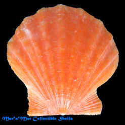 Flexopecten glaber (Linnaeus, 1758)