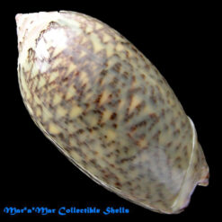 Oliva tisiphona Duclos, 1844