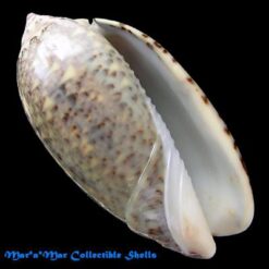 Oliva tisiphona Duclos, 1844 - Imagem 2