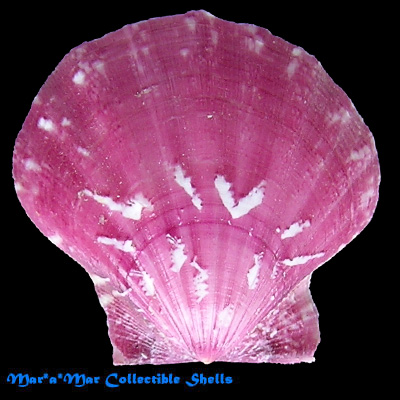 Flexopecten glaber (Linnaeus, 1758)