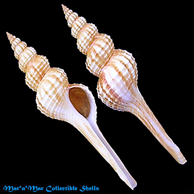 Fusinus frenguelli (Carcelles, 1953)