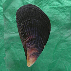 Aulacomya ater (Molina, 1782)