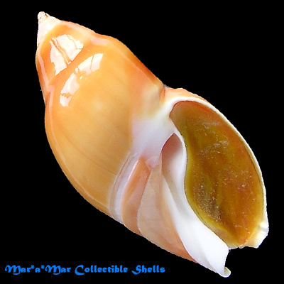 Ancilla glabrata (L., 1758)