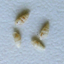 Bittium varium (Pfeiffer, 1840)*