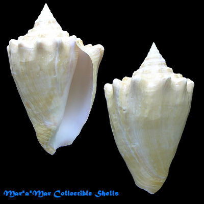 Lobatus (Strombus) costatus spectabilis Gmelin, 1791