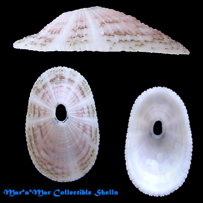 Lucapina sowerbyi (Sowerby, 1835)
