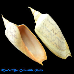 Zidona dufresnii (Donovam, 1823)