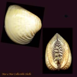 Anomalocardia brasiliana (Gmelin, 1791)