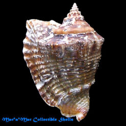 Lobatus raninus (Gmelin, 1791)