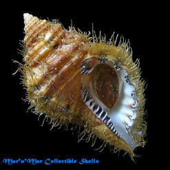 Monoplex parthenopeus (Salis Marschlins, 1793)