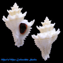 Babelomurex basilium (Neme & Leme, 1978)