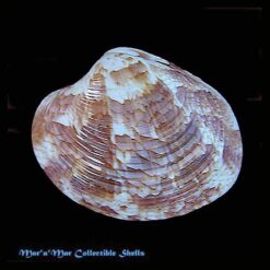 Callista eucymata (Dall, 1889)