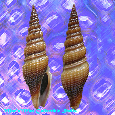 Hindsiclava jungi (Macsotay & Campos, 2001)