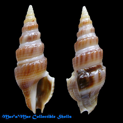 Clathrodrillia gibbosa (Born, 1778)