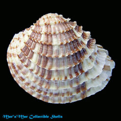 Chione cancellata (Linnaeus, 1767)*