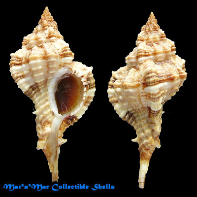 Siratus carolynae (Vokes, 1990)*