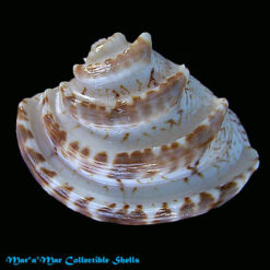 Chione paphia (Linnaeus, 1767)