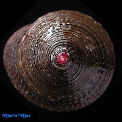 Alternative view of Clanculus spadiceus Philippi, 1848