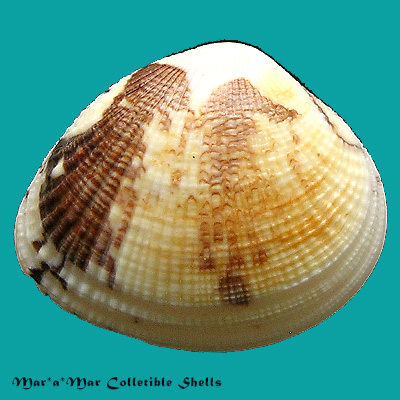 Gafrarium divaricatum (Gmelin, 1791)