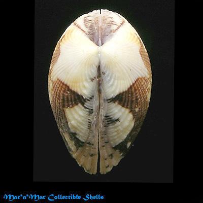 Gafrarium divaricatum (Gmelin, 1791) - Image 2