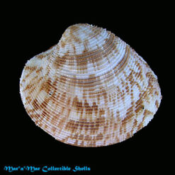 Chione pubera (Bory Saint-Vicent, 1827)*