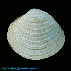 Chione subrostrata (Lamarck, 1818)