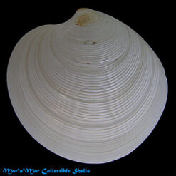 Dosinia concentrica (Born, 1778)*