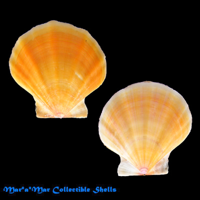 Flexopecten glaber proteus (Dillwyn, 1817)