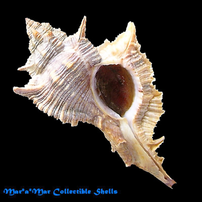 Chicoreus senegalensis (Gmelin, 1790)