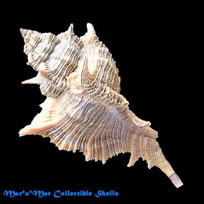 Chicoreus senegalensis (Gmelin, 1790) - Imagem 2